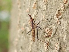 Stypocladius appendiculatus