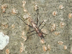 Stypocladius appendiculatus