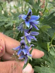 Delphinium dubium