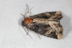 Homophoberia apicosa