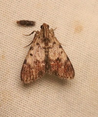 Epipaschia superatalis