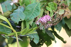 Epidendrum flexuosum