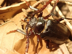 Prionus insularis insularis