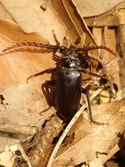 Prionus insularis insularis