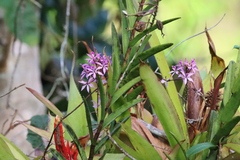 Epidendrum flexuosum