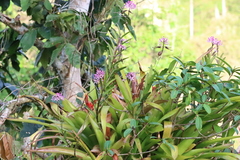 Epidendrum flexuosum