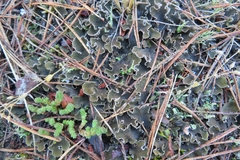 Peltigera