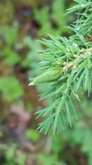 Oligotrophus juniperinus