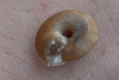 Plectotropis trichotropis