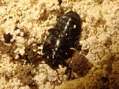 Aulacocheilus sibiricus