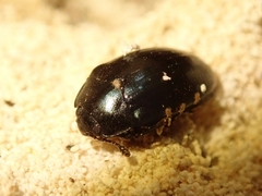 Aulacocheilus sibiricus