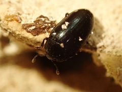 Aulacocheilus sibiricus