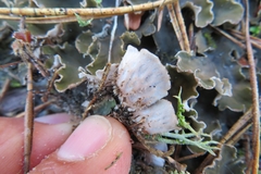 Peltigera