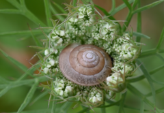 Plectotropis trichotropis