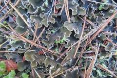 Peltigera