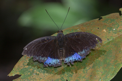 Lexias dirtea merguia
