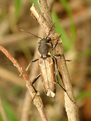 Xylotrechus cuneipennis