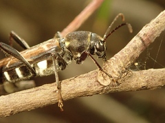 Xylotrechus cuneipennis