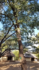 Colophospermum mopane