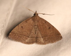 Zanclognatha protumnusalis