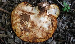 Buglossoporus quercinus