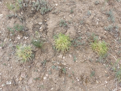 Oxytropis squammulosa