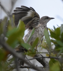 Mimus polyglottos image