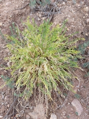 Oxytropis squammulosa