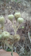 Baccharis gnaphalioides