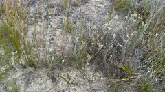 Baccharis gnaphalioides