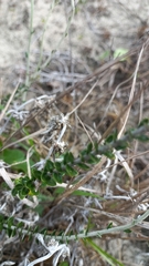 Baccharis gnaphalioides