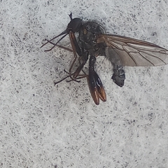Empis femorata