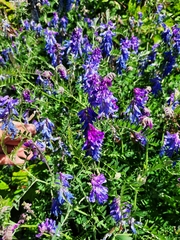 Vicia cracca