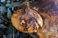 Buglossoporus quercinus