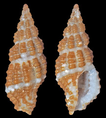 Pseudodaphnella kilburni