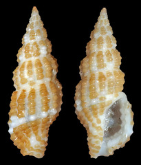 Pseudodaphnella kilburni