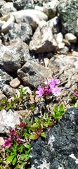 Thymus glabricaulis