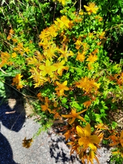 Hypericum perforatum