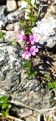Thymus glabricaulis