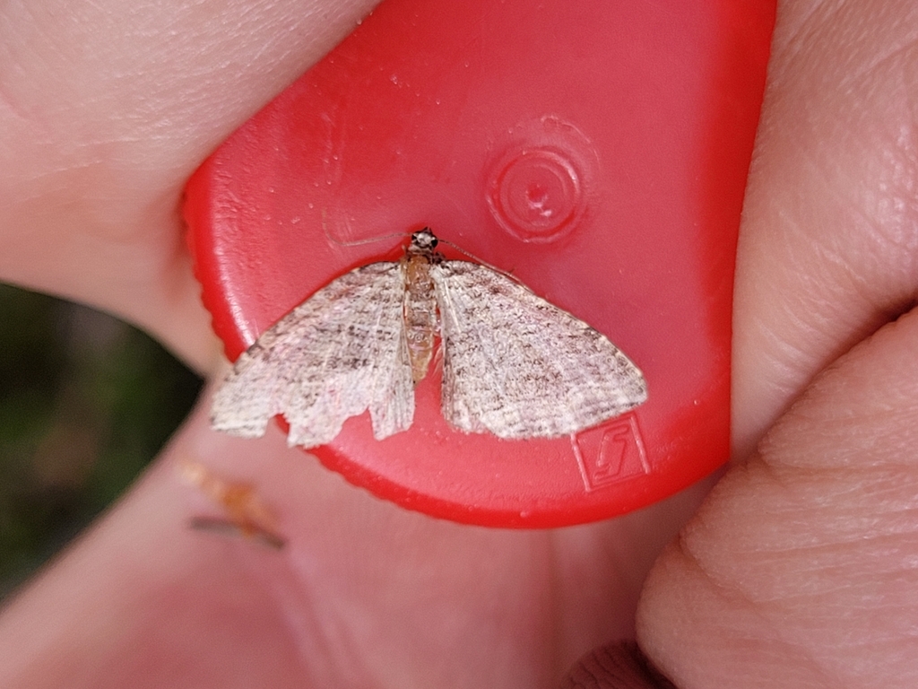 Many Lined Carpet Moth From Saint Urbain QC G0A 4K0 Canada On July 5   Large 