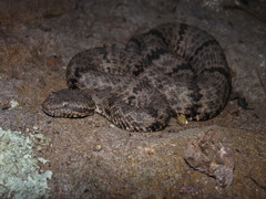 Crotalus lepidus