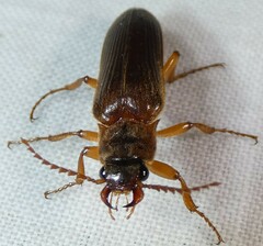 Selonodon