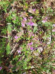 Thymus praecox britannicus