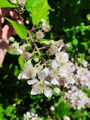 Rubus