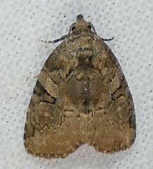 Pseudeustrotia indeterminata