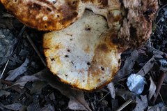 Buglossoporus quercinus