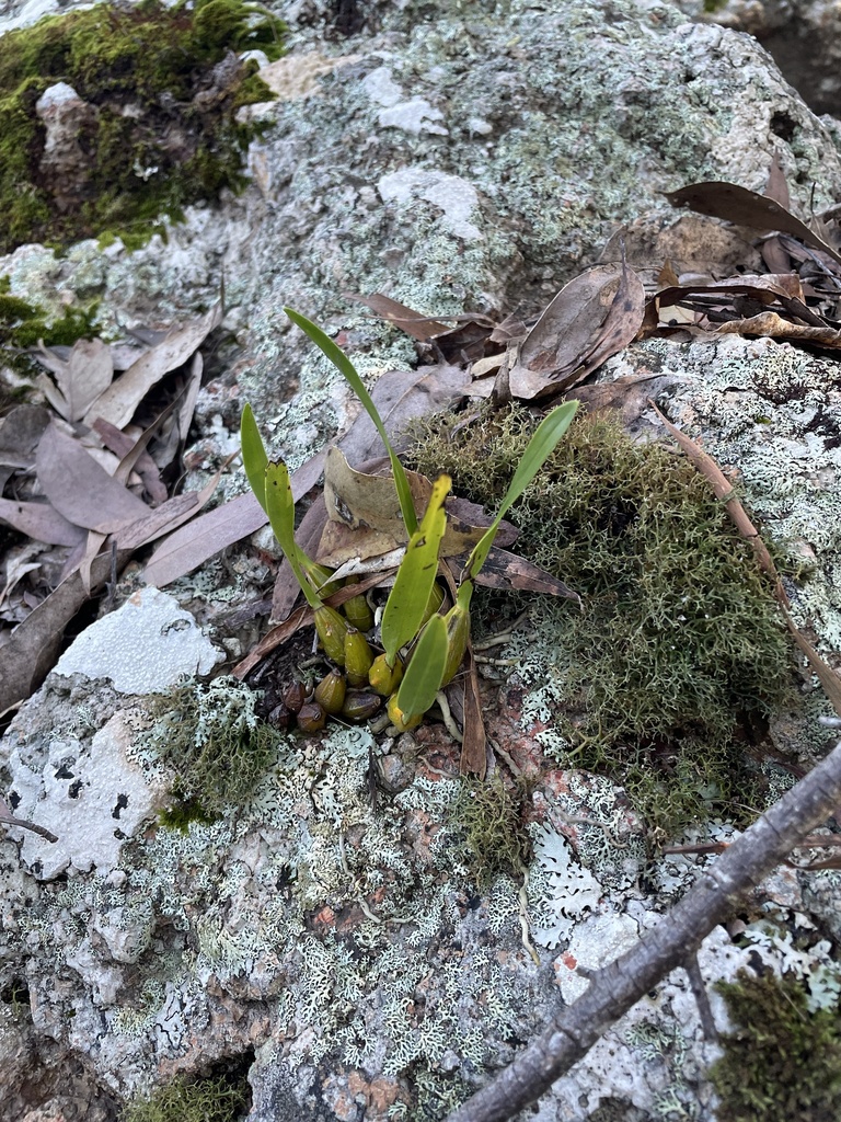 Dendrobium monophyllum