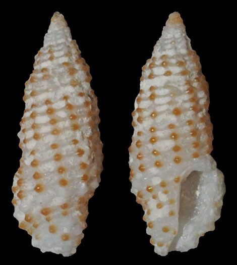 Pseudodaphnella punctifera