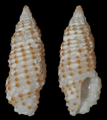 Pseudodaphnella punctifera