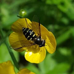 Dasysyrphus venustus